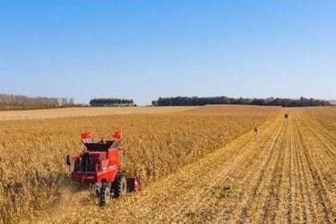 美国受疫情影响农产品价格大跌，养猪户利润已经损失近50亿美元