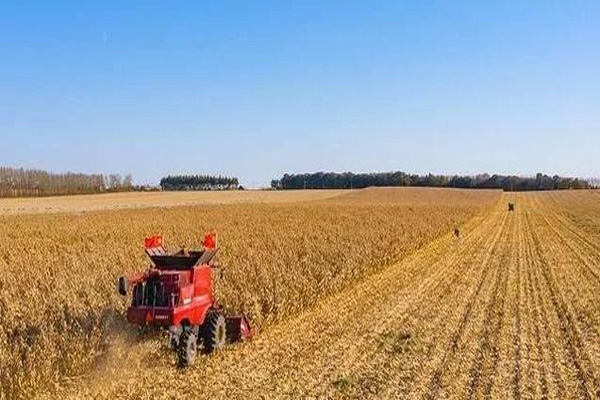 美国受疫情影响农产品价格大跌，养猪户利润已经损失近50亿美元