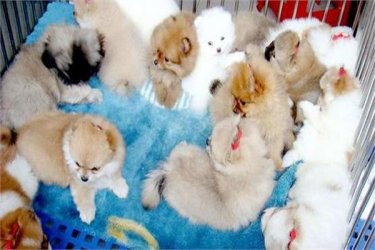 中国宠物市场规模市场将进一步扩大，预计将达到2953亿元